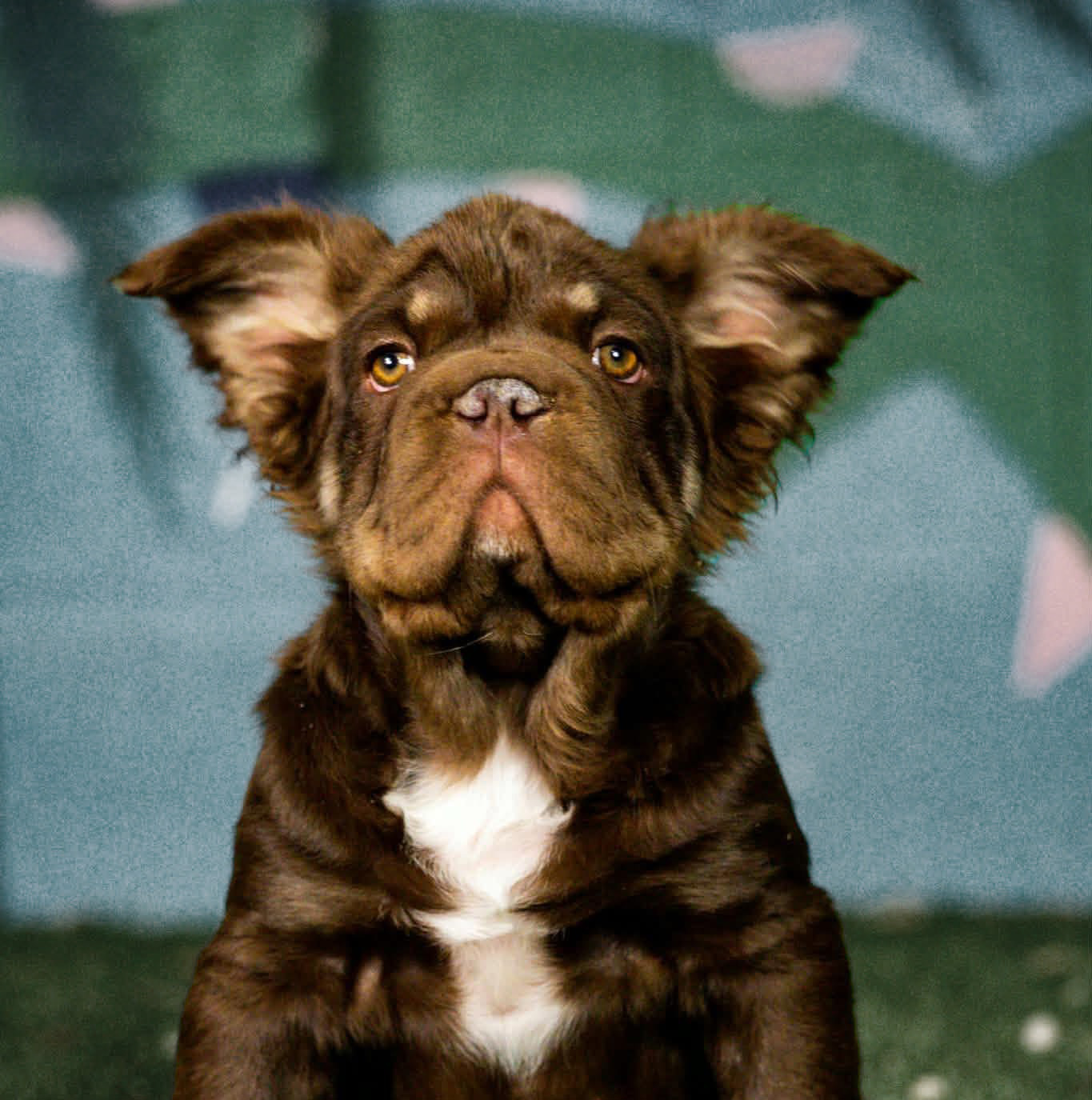 Stud: Charlie Brown