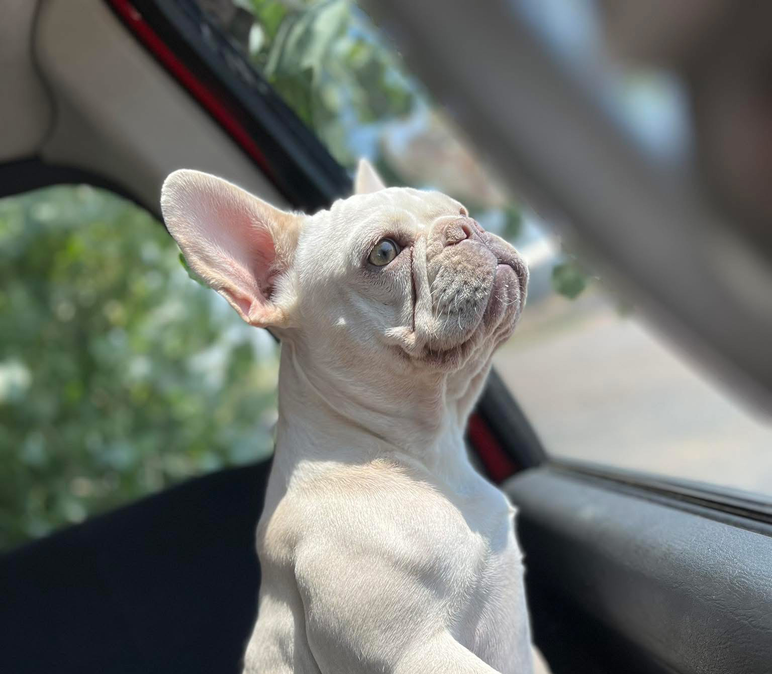 Featured pup